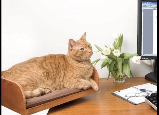 Destop Cat Seat